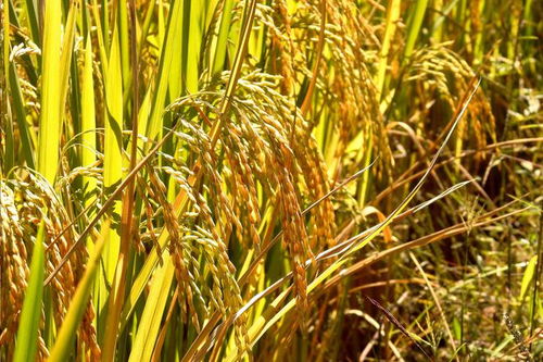 興和縣域經(jīng)濟(jì)煥發(fā)新動(dòng)能 品牌升級助力鄉(xiāng)村振興中的谷物銷售變革