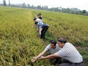 佛山市順德區(qū)人民政府谷物銷售政策與發(fā)展展望