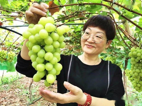 襄州培優培厚農業土壤，推進農業高質量發展助力谷物銷售提升