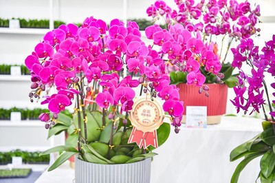 花漾生活，融合自然與日常——第三屆廣州國(guó)際(流溪)花卉博覽會(huì)側(cè)記